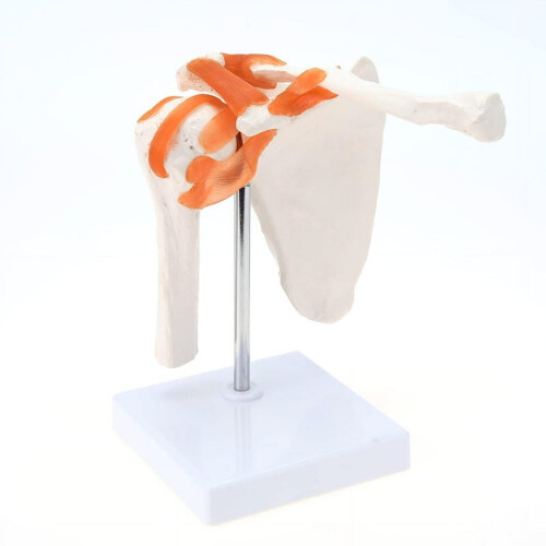 Medical Shoulder Anatomy Model with Functional Ligaments