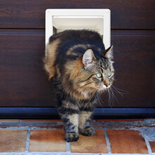 Cat Flap Door Weatherproof Interior with 4-Way Lock