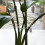 Monstera Stem Support 5 Peças Plant Support System para Monstera e Turtle Shell Plants-Quality Leaf Clamps 3
