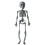 Decoração de Halloween: Esqueleto em Miniatura Articulado de 29 cm (11,4 polegadas) 1