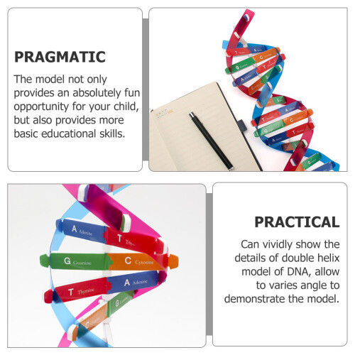 DNA-modellsett for pedagogisk selvmontering, 86 x 11,6 cm 1