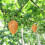 Wasp Nest Decoy Outdoor Waterproof Orange 6 Pack 5