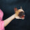 Light Brown Vinyl Dog Hand Puppet for Storytelling 5