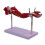 Model of Human Muscle Structure of Small Upper Limbs 5