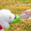 Tragbare Silikon-Wasserflasche für Hunde mit faltbarem-Grün 7
