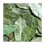 Pack de 3 x Tisane de Feuilles de Corossol / Graviola en Sachets de Thé – 30 jours -Complement Detoxinant 5