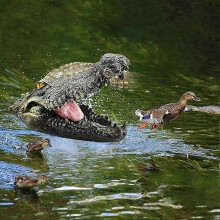 Pond Floating Alligator Head Decoy, Outdoor Pond Accessories Float Crocodile Decoy, Crocodile Head for Pond Decor, Pond Decorations, 8.6x4.3x4.5inch