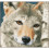 Vervaco Wolf, Aida, Multi, 19.6 x 1.4 x 1 cm 1