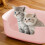 Open Cat Litter Box with High Sides and Low Entry 1