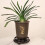 Antique Plastic Flowerpot Base Brown Black QD-09 7