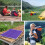 Camping Mat Pearl Cotton Insulated Quad-Fold Pad 4
