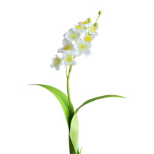Gotiska rossilkesblommor vita röda 1 st