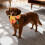 Indestructible Plush Dog Toys Durable Teeth-Cleaning 6