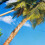 Tropical Beach Curtains Hawaiian Palm Pattern Waterproof 6
