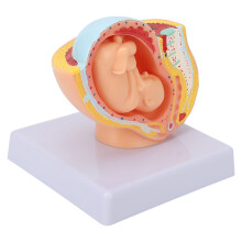 Mini Pregnant Pelvis Model with Removable Organs 1 pc