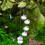 Hummingbird Feeder Outdoor Leak-Proof Ant Bee Proof 5