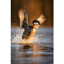 Wooden Duck Puzzle for Adults 300 Pieces