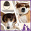 Cat Wig Soft Pet Costume Accessory 4.68 Inches 5