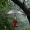 Housse de protection imperméable pour mangeoire à oiseaux 5