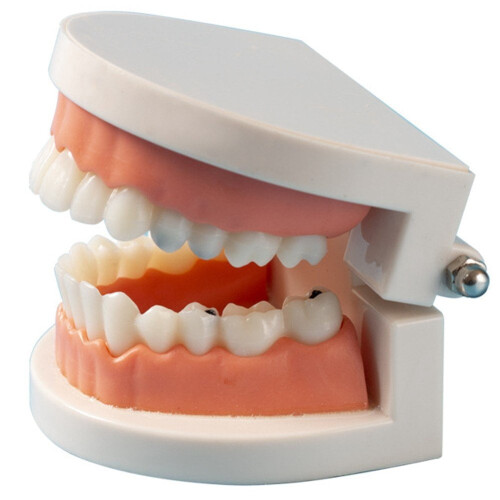 Anatomical Teeth Model Realistic Dental Decor 1pc