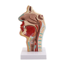 Human Nasal Cavity and Throat Anatomy Model for Student