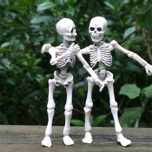 12 Inch Posable Anatomical Skeleton Model with Movable