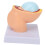 Mini Pregnant Pelvis Model with Removable Organs 1 pc 3
