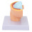 Mini Pregnant Pelvis Model with Removable Organs 1 pc 4