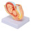 Mini Pregnant Pelvis Model with Removable Organs 1 pc 5