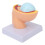 Mini Pregnant Pelvis Model with Removable Organs 1 pc 6