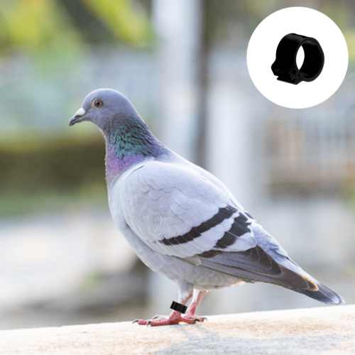 Pigeon leg ring silver 100 pcs