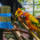 Automatic Bird Feeder and Water Dispenser Plastic Clip for 1