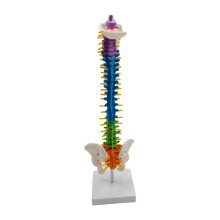 Colored Human Spine Skeleton Model with Stand and Pelvis
