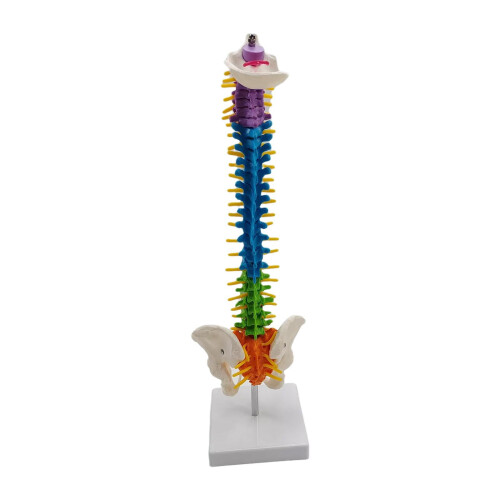 Colored Human Spine Skeleton Model with Stand and Pelvis
