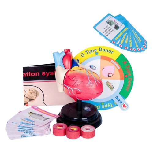 Human Heart Model Anatomical Teaching Aid 1pc