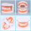 Anatomical Teeth Model Realistic Dental Decor 1pc 2