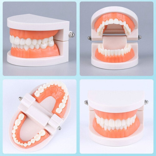 Anatomical Teeth Model Realistic Dental Decor 1pc 1