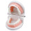 Anatomical Teeth Model Realistic Dental Decor 1pc 5