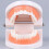 Anatomical Teeth Model Realistic Dental Decor 1pc 6
