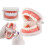 Anatomical Teeth Model Realistic Dental Decor 1pc 7