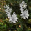 Plastic Simulated Christmas Flowers Silver 2 Pcs 2