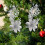 Plastic Simulated Christmas Flowers Silver 2 Pcs 5
