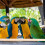 Wood Perch Bird Platform for Parakeets 5 Pcs 7