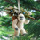 Sasquatch Christmas Ornament 2D Acrylic 5 pcs 8