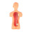 3D Human Body Torso Model with Removable Organs Educational 3