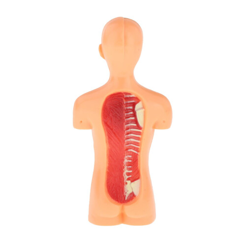 3D Human Body Torso Model with Removable Organs Educational 2