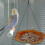 Outdoor Hanging Bird Feeder and Bath Orange 8