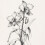 Boho Vintage Botanisk Väggkonst Set 4-Delad Svartvit Canvas 5