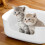 Large Cat Litter Box with High Sides and Low Entry 2