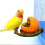Spill-Proof Bird Feeder Plastic Cup for Small Medium Birds 2